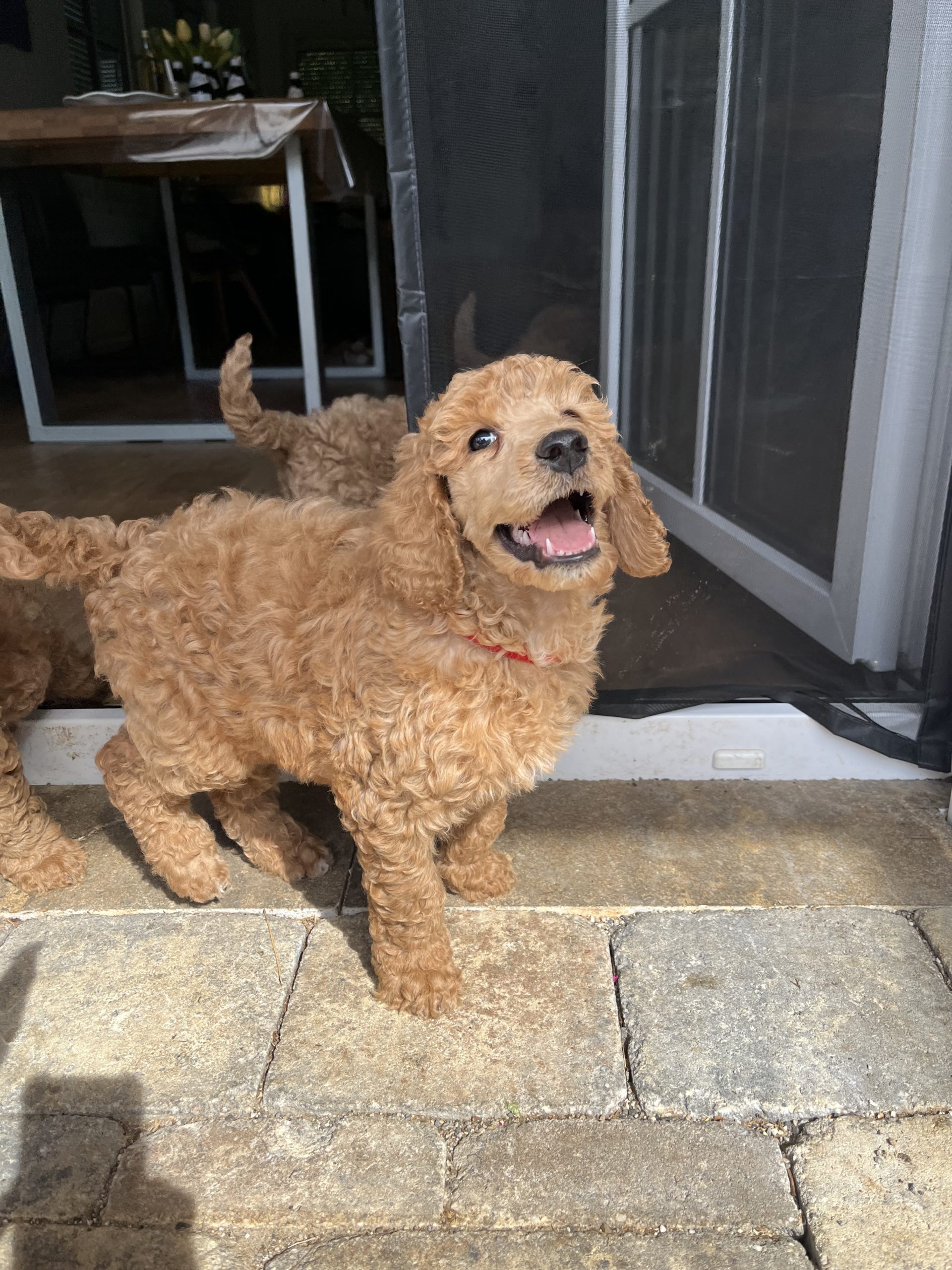 Maggie