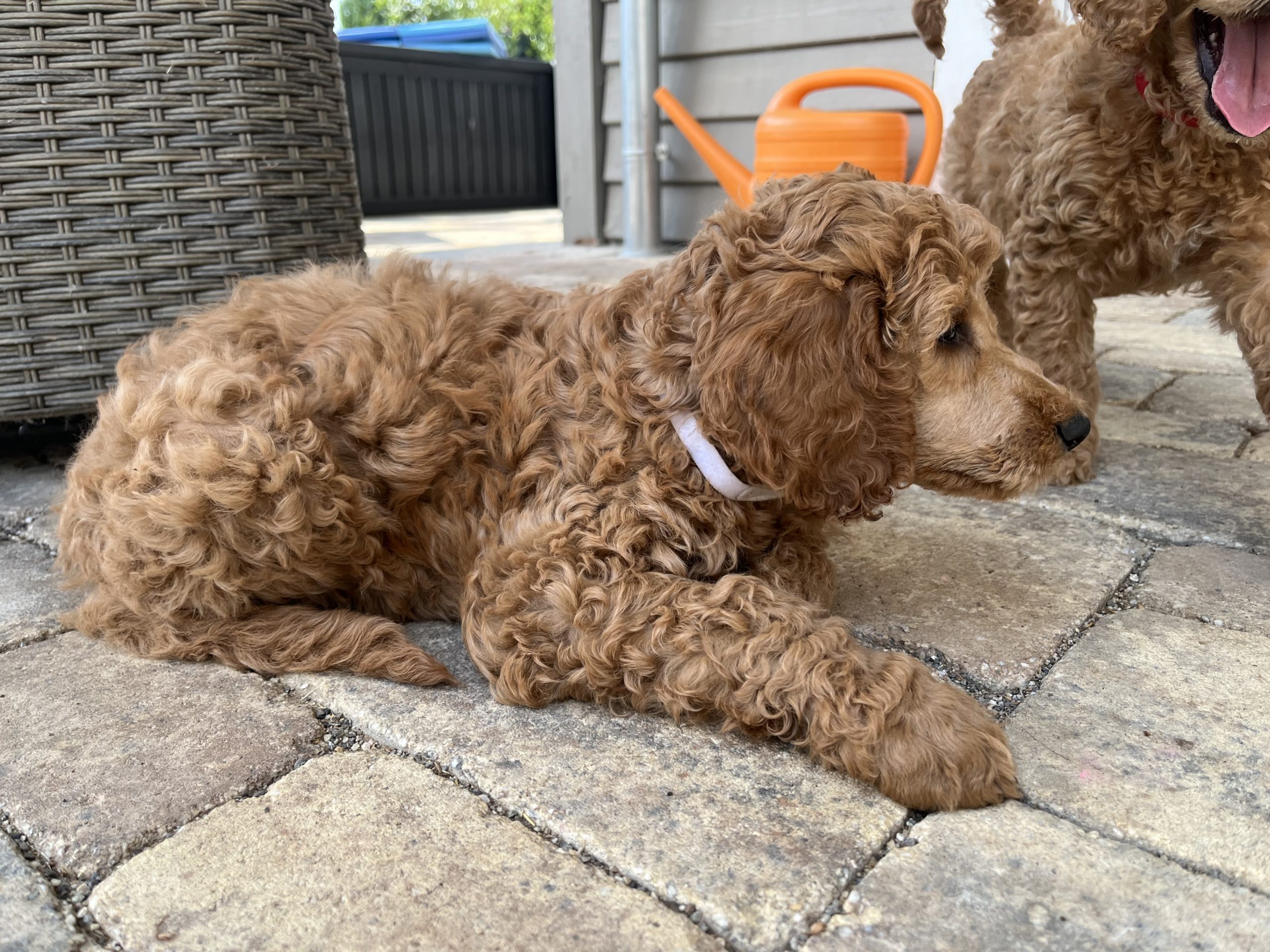 Elvis