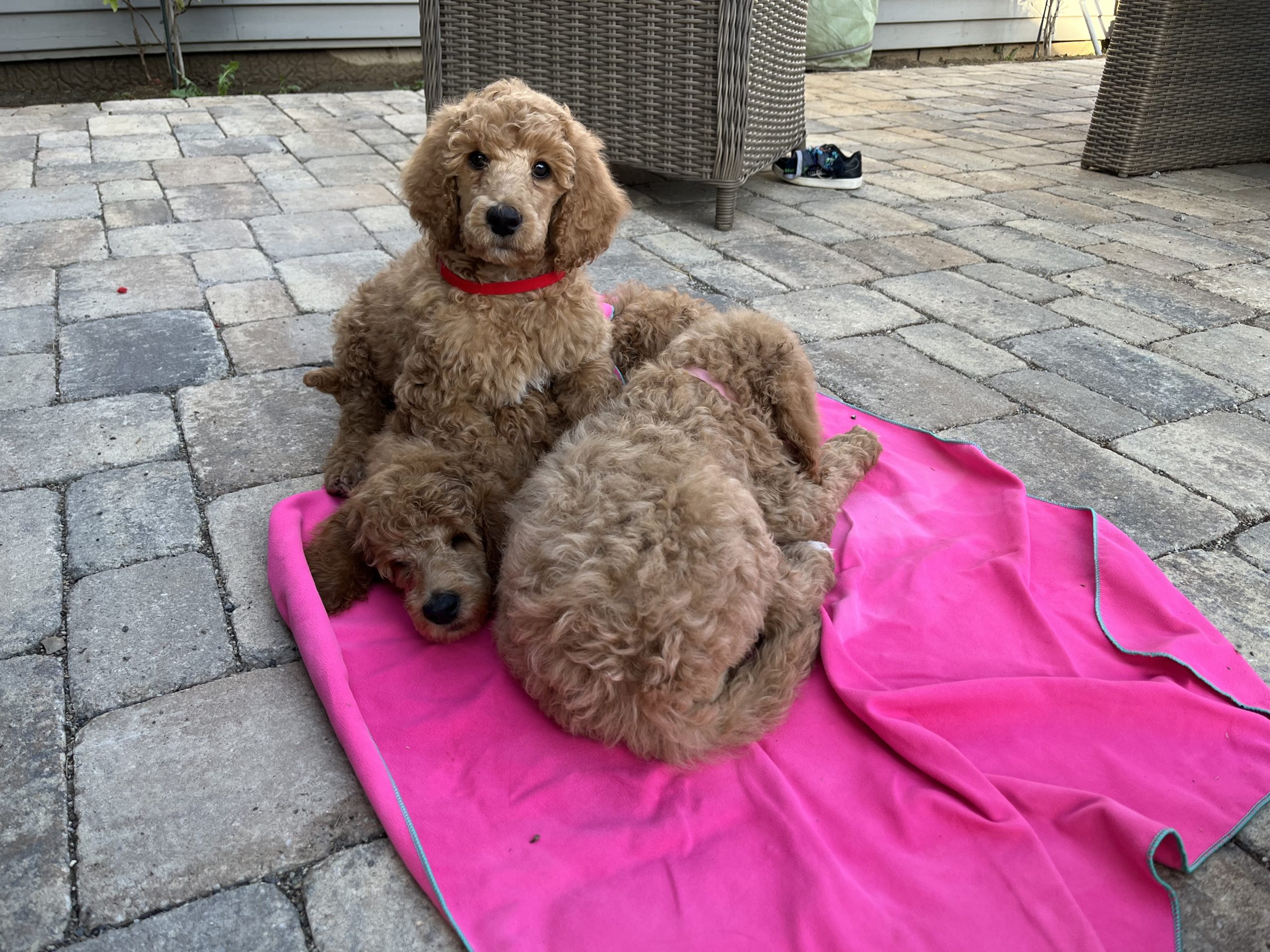 Maggie