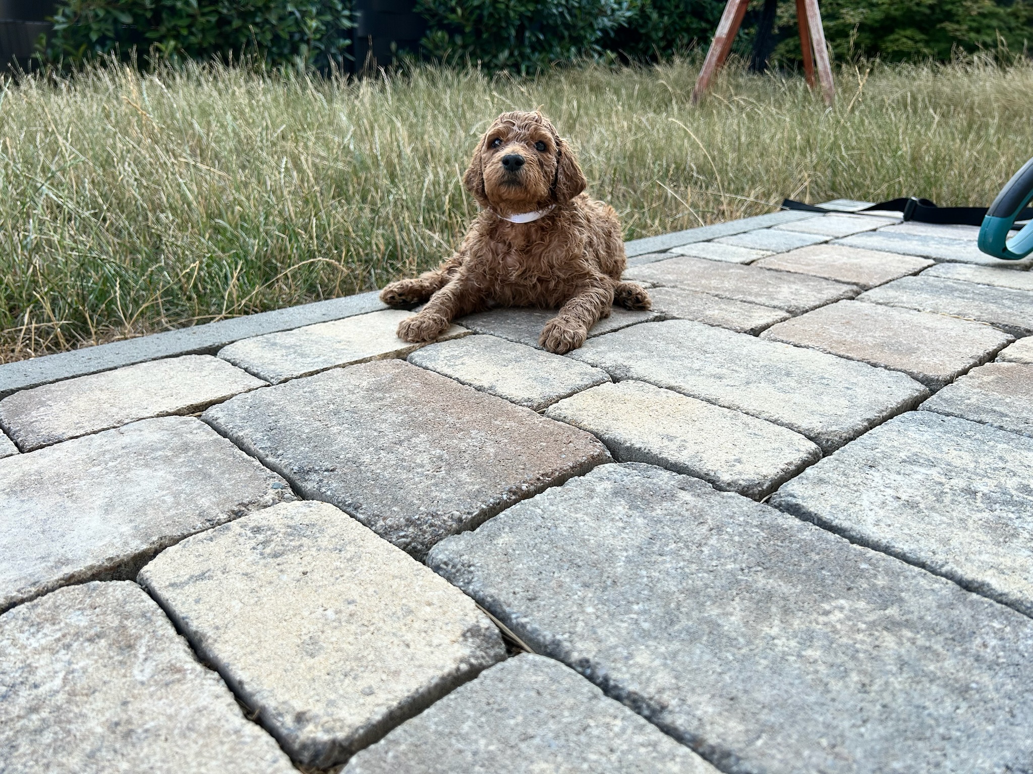 Elvis 4