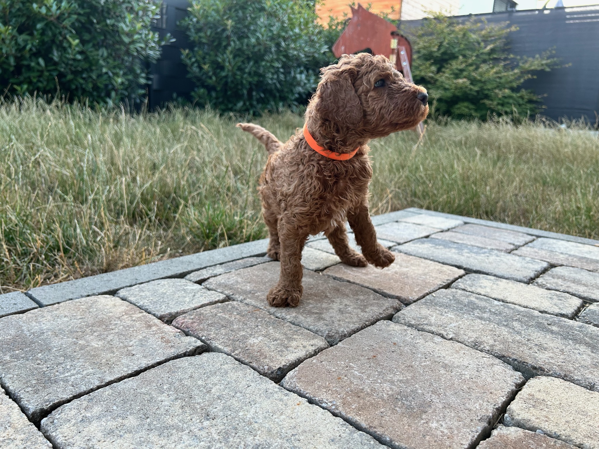 Bruno1