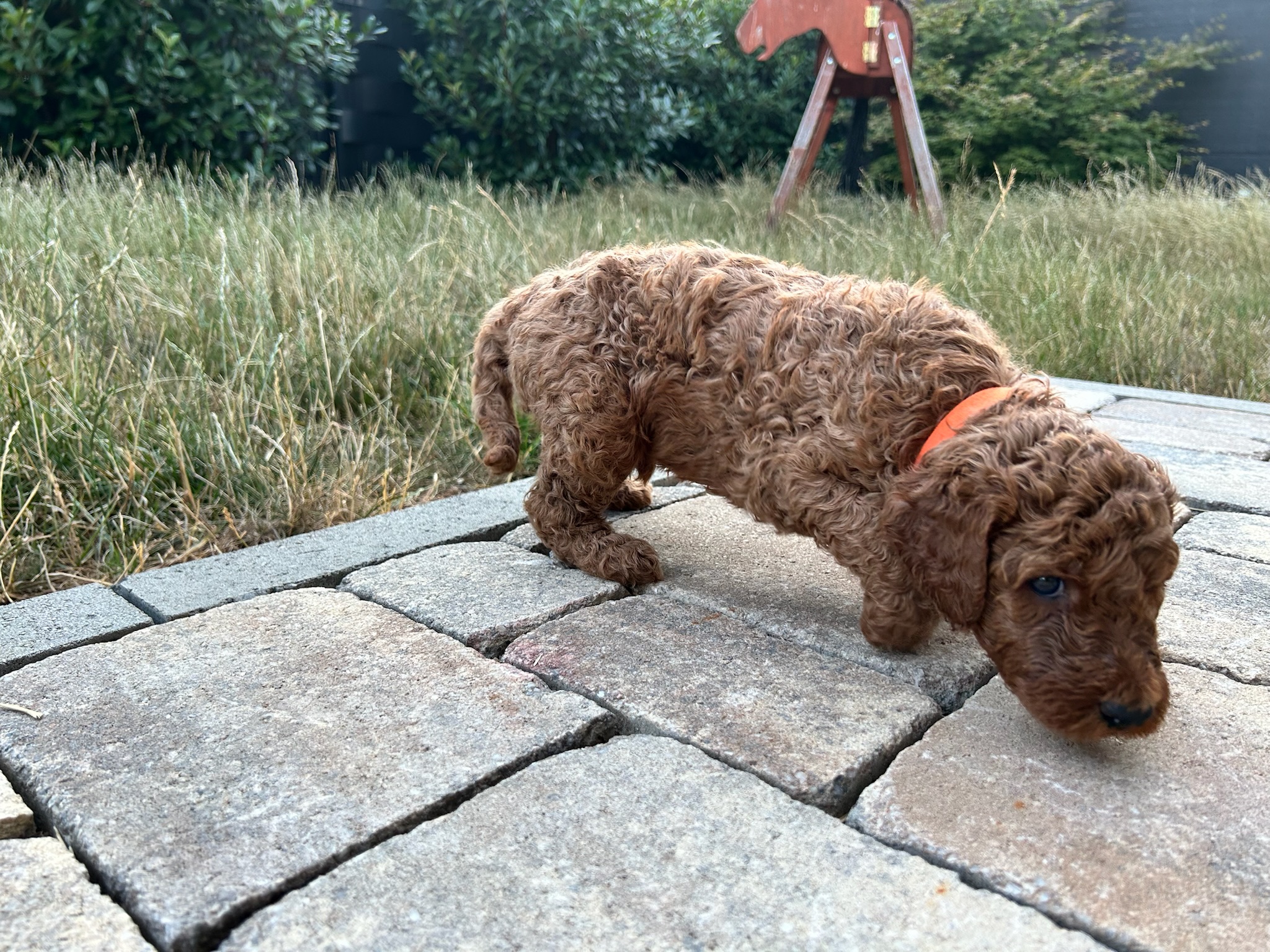 Bruno 7