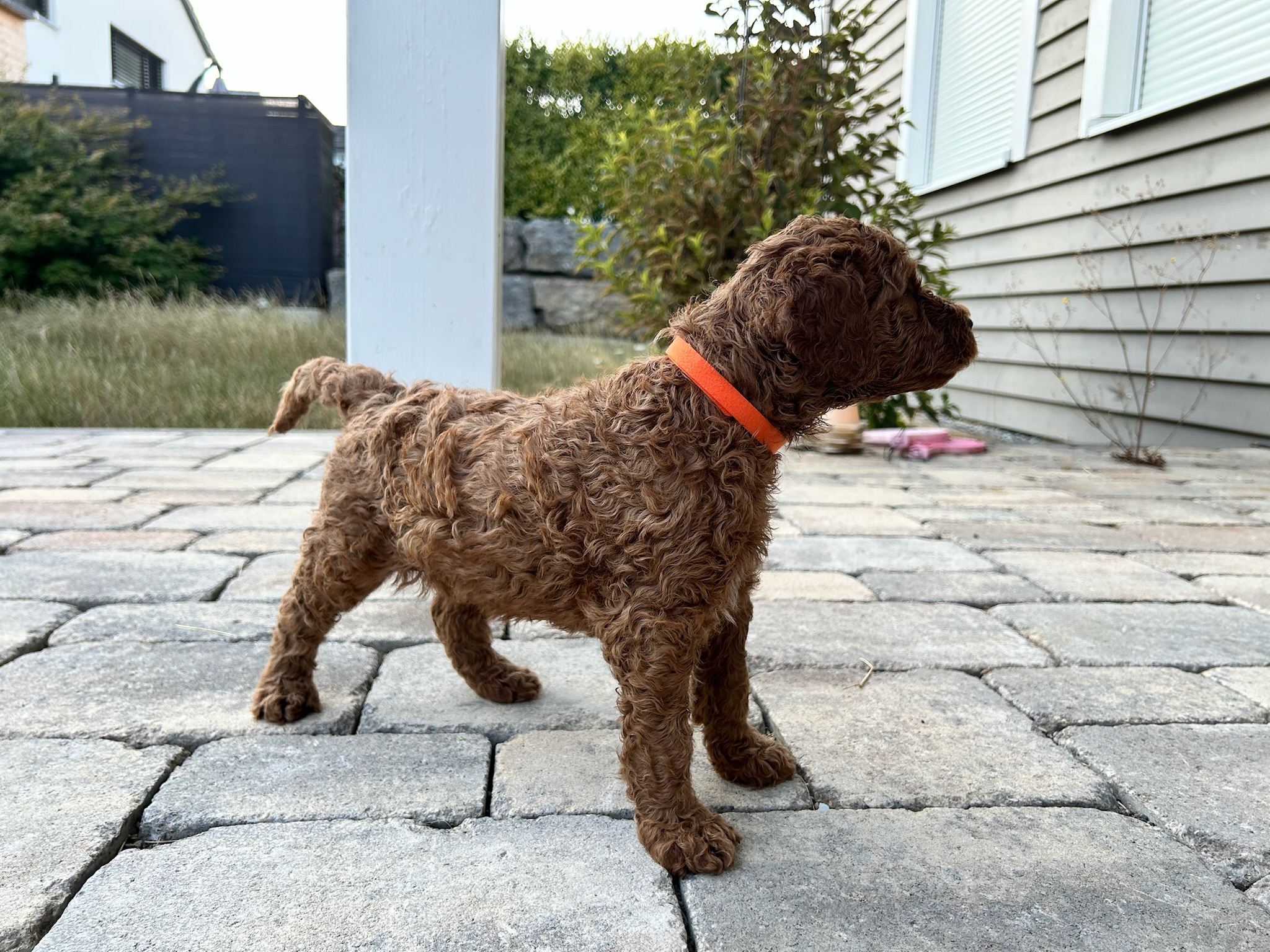 Bruno 5