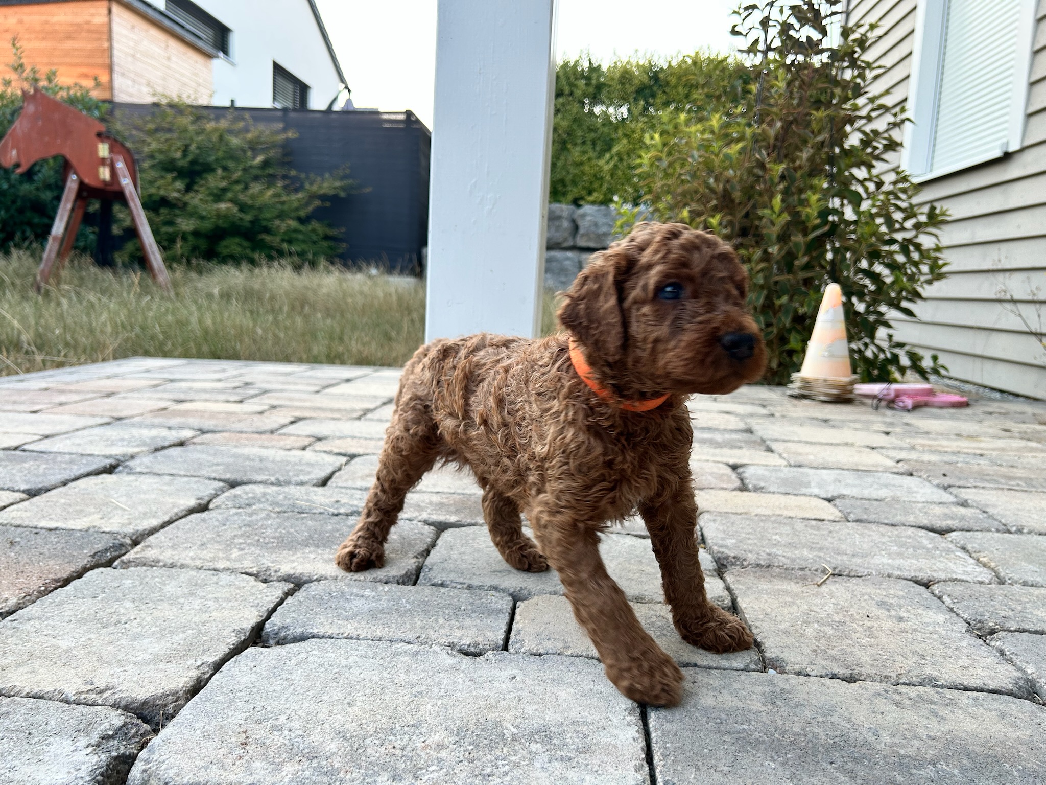 Bruno 6