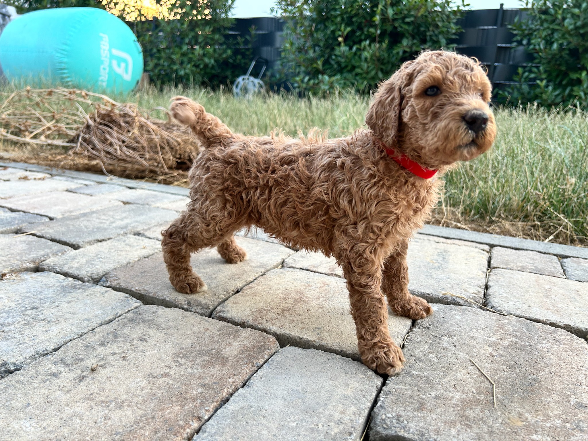 Maggie - ich komme!