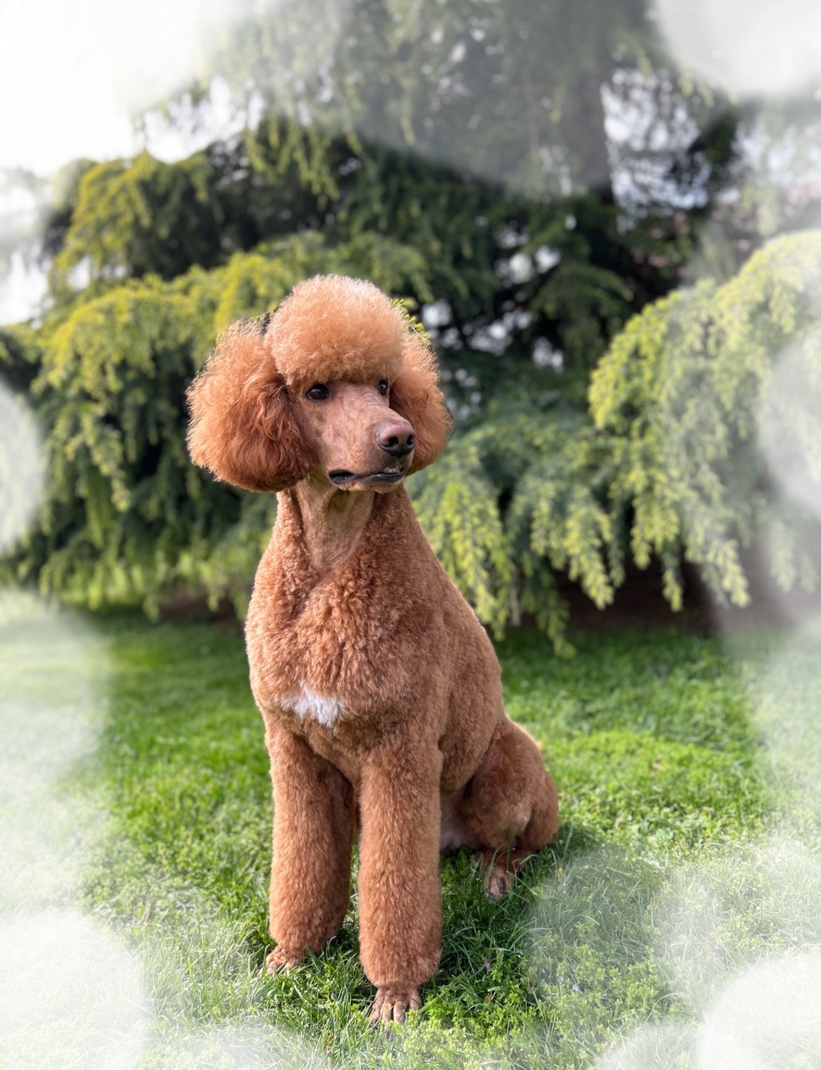 Mr. Teddy