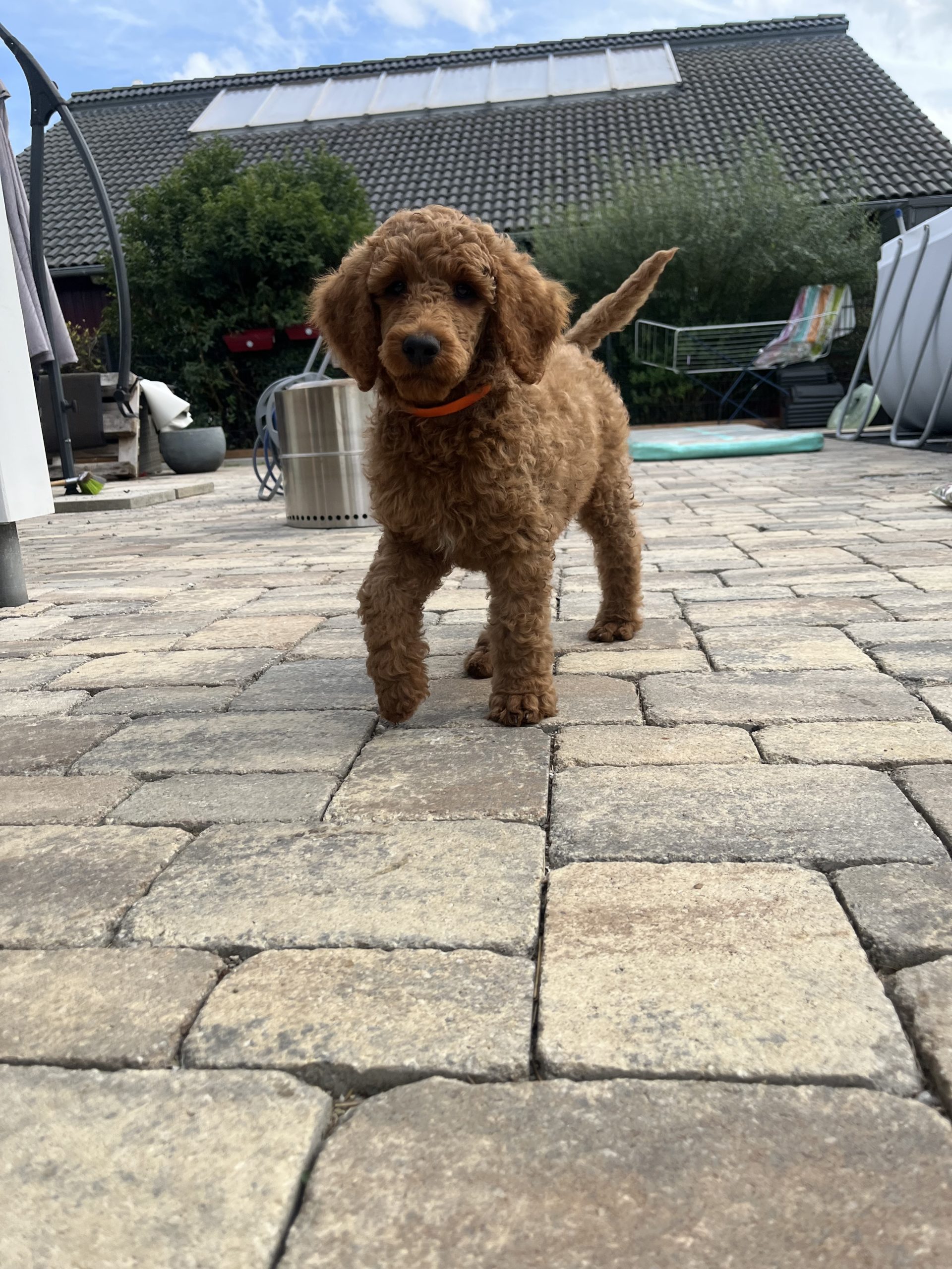 Bruno