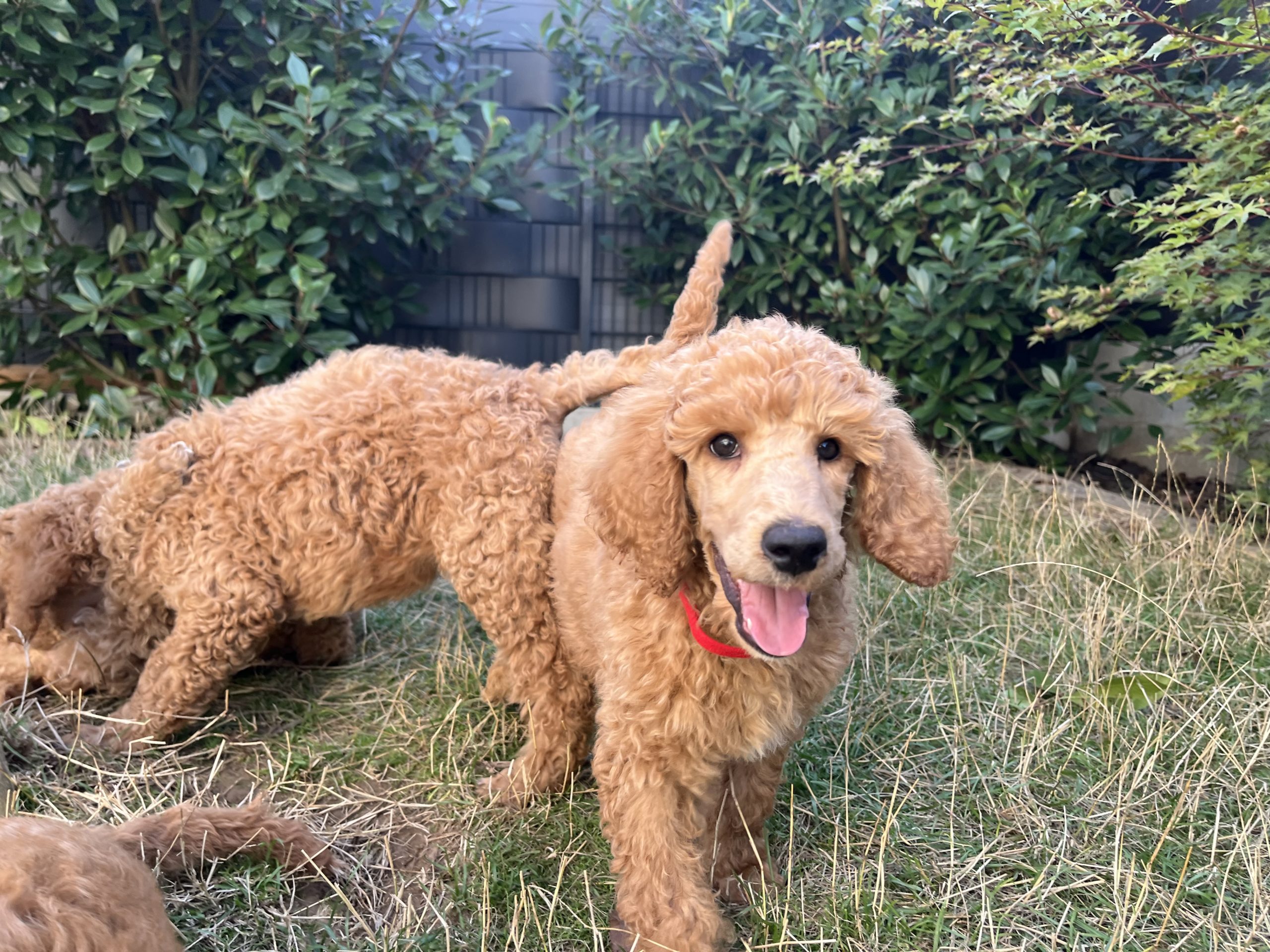 Maggie